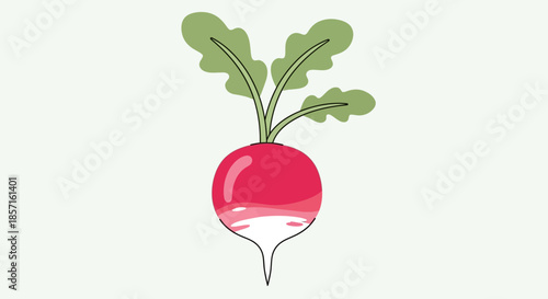 Illustration of a radish with green leaves and a white root on a light background