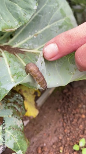 caterpillar on leaf