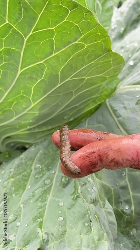 caterpillar on leaf