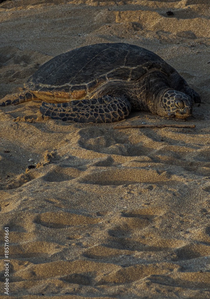 Obraz premium Sea Turtle on sand