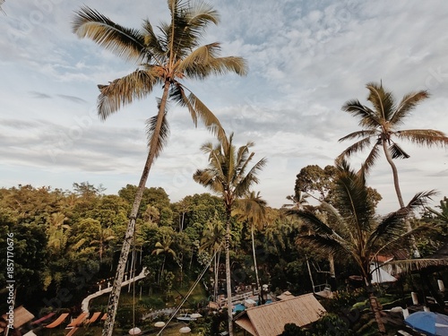 Natural beauty with a view of coconut trees