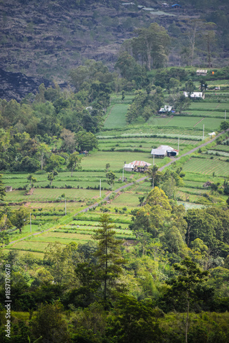 The beauty of green rice fields from a hill