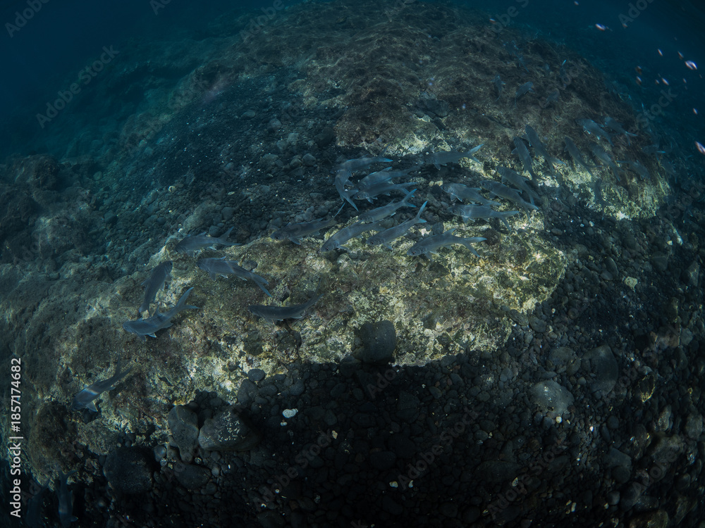 Fototapeta premium Underwater