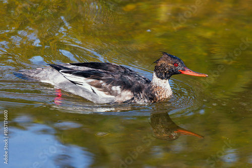 Foto A red-breasted merganser (Mergus serrator) in Tarpon Springs, Florida