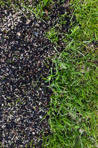 grass seeds on wet soil beside lush green lawn before and after concept