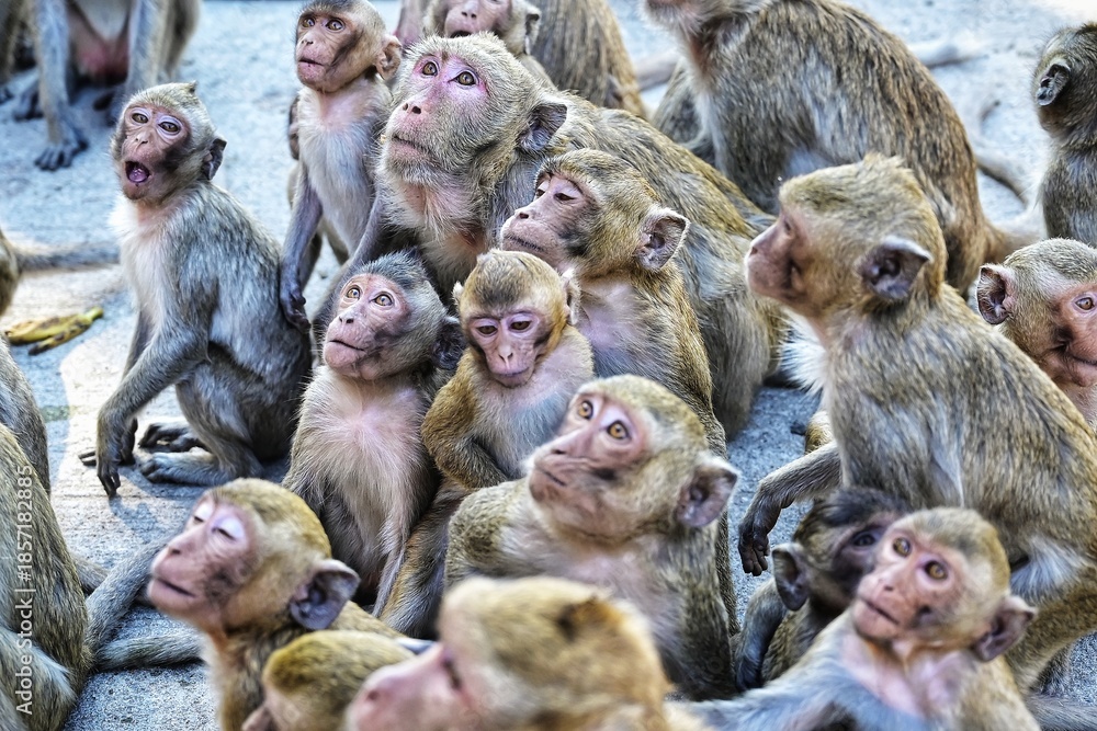 Φωτογραφία A troop of adorable monkeys are waiting for food at Wat Khao No , Nakhon Sawan ,