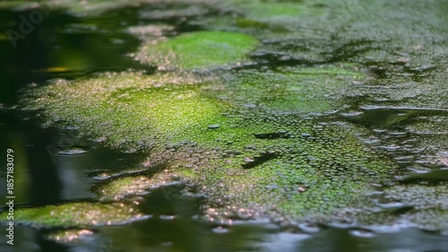 Wallpaper Mural Close-up of vibrant green algae and duckweed covering the surface of a murky pond in a natural environment. Torontodigital.ca