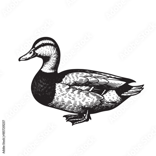 Duck Hand Drawn Vintage Silhouette