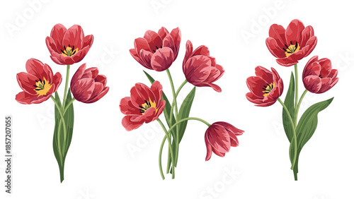 Set of three beautiful red tulip bouquets painted in a realistic, detailed style, isolated on a white background for design.