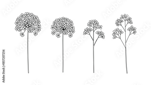 Set of four different flower stems, including allium and gypsophila, in a simple black and white line art illustration.