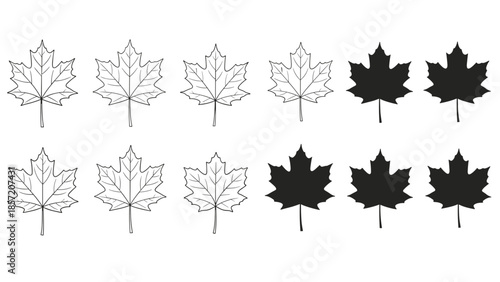 Set of Canadian maple leaves in various styles, including detailed outlines, simple sketches, and bold black silhouettes.