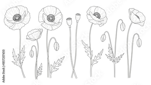 Set of various poppy flowers, buds, and seed heads in a detailed black and white line art style for botanical design.
