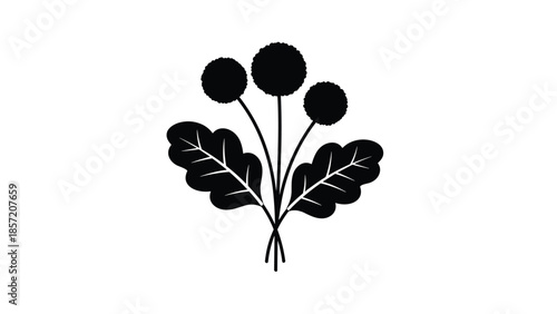 Simple black silhouette of a craspedia or billy button bouquet with three round flower heads and textured oak-like leaves.
