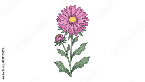 A beautiful hand-drawn illustration of a blooming pink aster flower with a bud and green leaves, isolated on a white background.