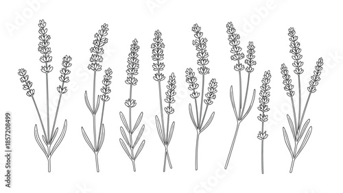 A collection of elegant lavender flower sprigs hand-drawn in a clean and minimal black outline style, isolated on white.