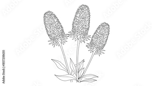 A detailed line art illustration of three liatris or blazing star flowers, hand-drawn in a clean black and white outline style.