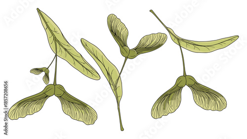 A set of three detailed botanical illustrations of maple tree seeds, or samaras, drawn in a vintage, colorful engraving style.