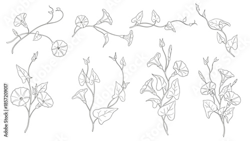A collection of hand-drawn morning glory or bindweed flower vines, illustrated in a delicate and detailed dotted line art style.