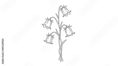 An elegant hand-drawn illustration of a bluebell or harebell flower stalk in a detailed black and white vintage outline style.