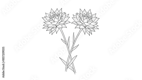A simple and symmetrical drawing of two cornflower blossoms on crossed stems, illustrated in a clean black and white outline style.