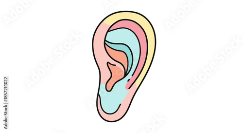 Stylized illustration of a human ear with colorful sections.