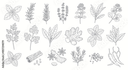Collection of hand-drawn culinary herbs and spices outline illustrations