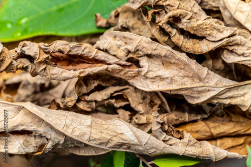 Natural Background of Dry Leaves in a Lush Tropical Forest
