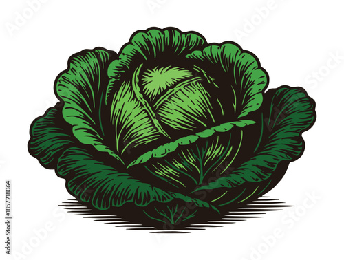 Fresh green cabbage head illustration in a classic woodcut style.