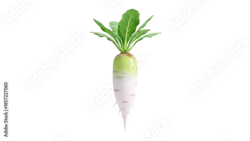 3D Daikon Radish Isolated on transparent background