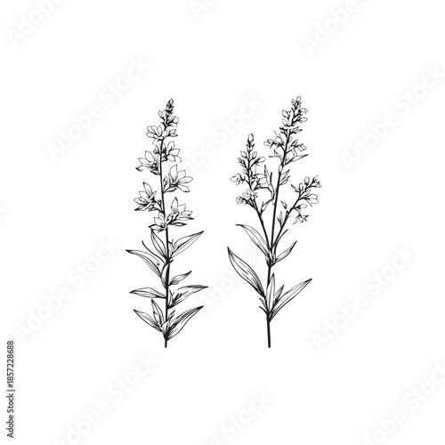 Loosestrife icon line art garden plant