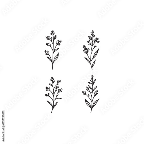 Madwort icon line art herbal illustration