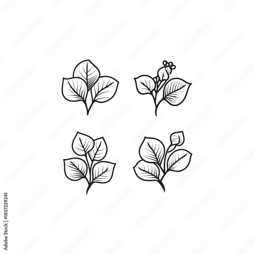 Obraz premium Malabar Spinach Flower icon line art illustration