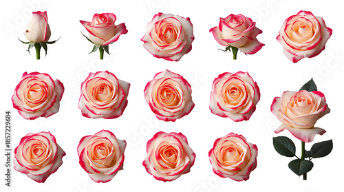 Collection of Pink and White Roses in Full Bloom