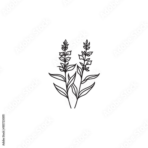 Mexican Bush Sage icon art illustration