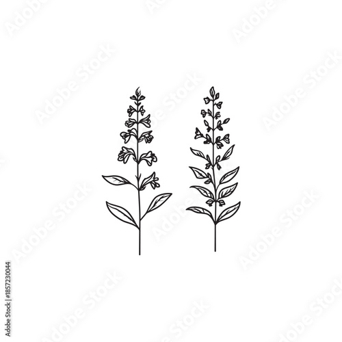 Mexican Bush Sage icon art illustration