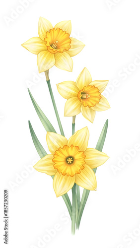 Wallpaper Mural Three yellow daffodils isolated on transparent background Torontodigital.ca