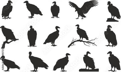 Black vulture bird silhouettes perched flying standing wildlife illustration collection, scavenger raptor icons for nature design and educational use