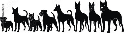 Dog breed silhouettes lineup showing different sizes and shapes illustrating canine diversity, evolution, comparison, and domestic animal collection concept