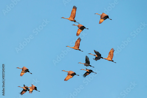 Quadro em tela Flock of sandhill cranes (Grus canadensis) flying over southwest Florida