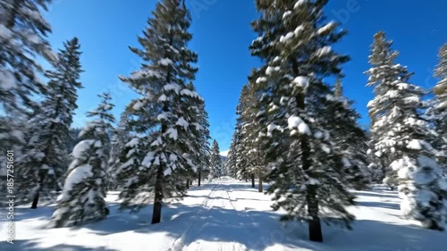 Wallpaper Mural Smooth steady camera dolly shot moving rapidly past deeply snow covered pine trees under a clear vibrant winter sky in the wilderness dolly, vibrant winter sky, journey Torontodigital.ca