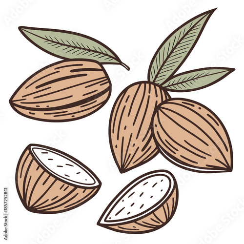 Illustration of almonds with shells and a broken nut showing the kernel