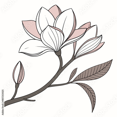 Delicate floral illustration of a blossoming magnolia flower with unopened bud