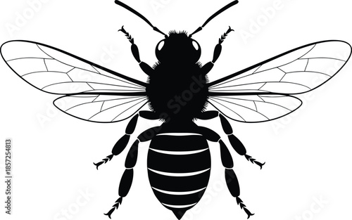 Bee silhouette illustration, insect anatomy vector, black and white bee, entomology drawing, detailed wings, striped abdomen, educational insect art