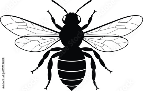Bee silhouette illustration, insect vector graphic, detailed wings and legs, striped abdomen, black and white entomology design, nature icon
