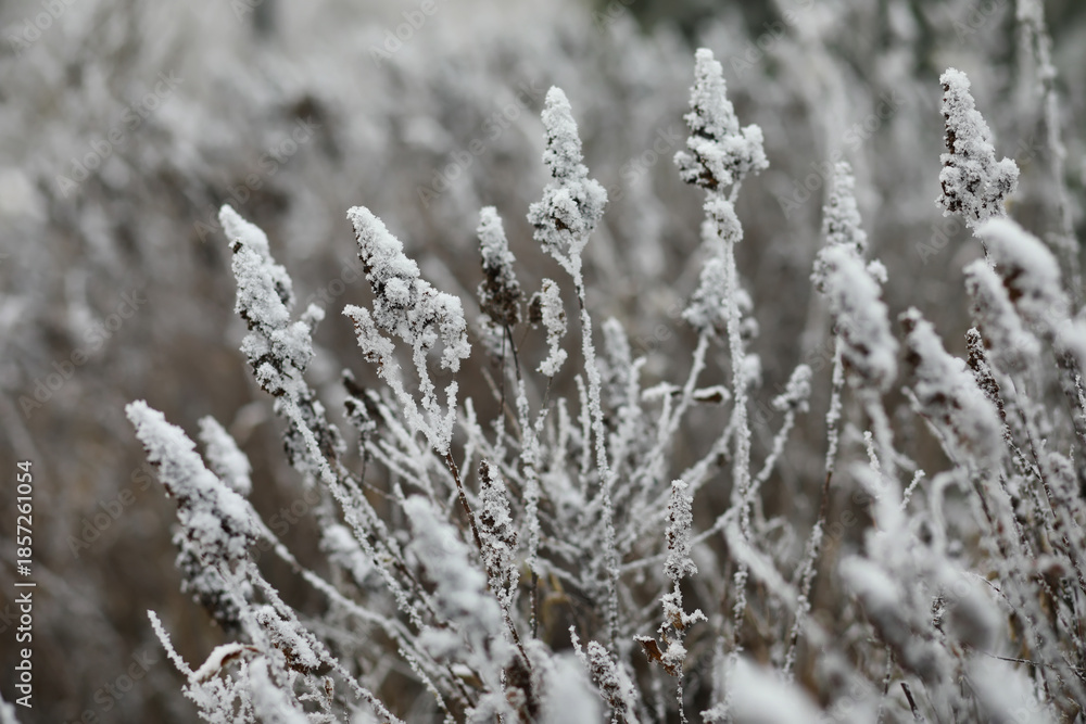 Obraz premium White snow on a bare tree branches on a frosty winter day, close up. Natural background. Selective botanical background.