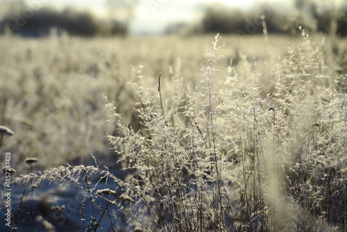 Wallpaper Mural White snow on a bare tree branches on a frosty winter day, close up. Natural background. Selective botanical background. Torontodigital.ca