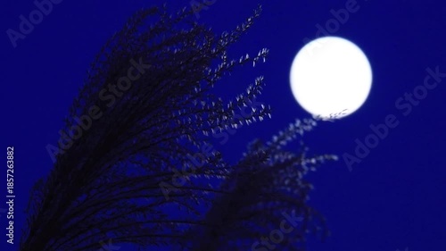 満月とススキ　夜の空