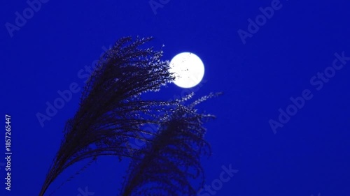 満月とススキ　夜の空