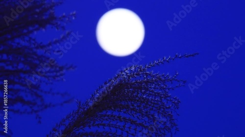 満月とススキ　夜の空