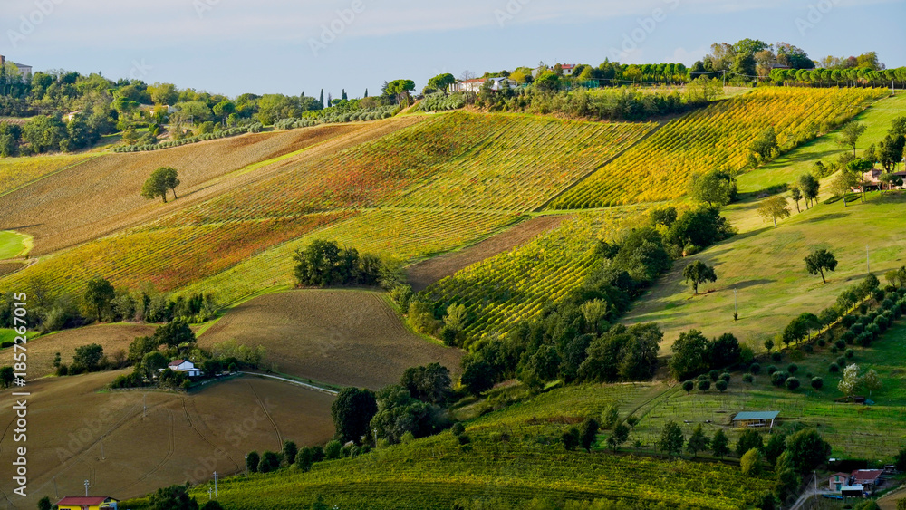 Fototapeta premium Foliage d'autunno nei vigneti del vino Sangiovese delle colline bolognesi. Imola, Bologna, Emilia Romagna. Italia 